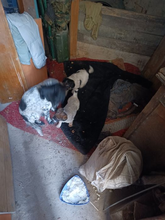 Щенки месячные,подкидыши