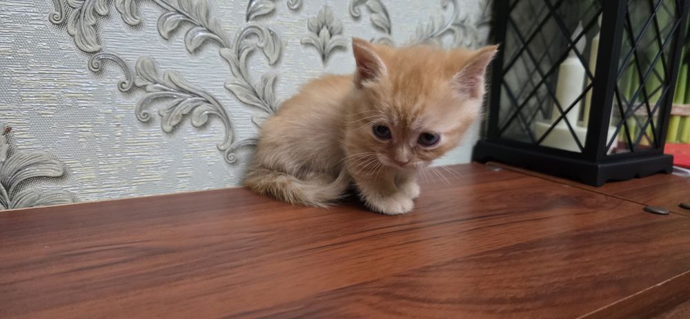 Котенок порода манчкин