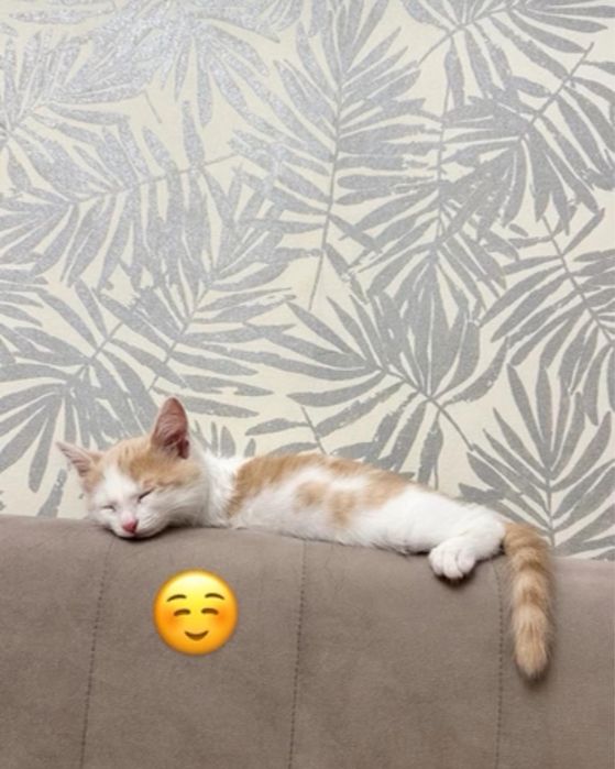 Отдам кота в хорошие руки