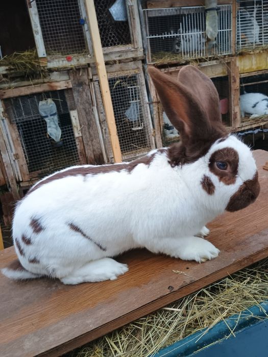 Ocazie iepuri de rasa