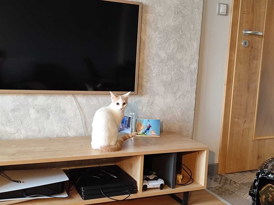 Борянка търси дом и осиновител!