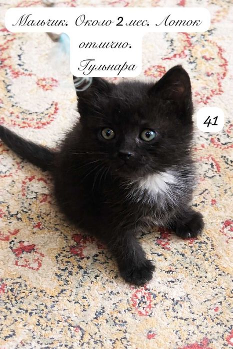 отдам котенка мальчика в добрые руки