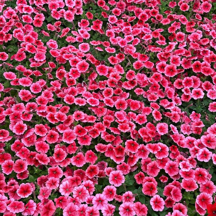 Петуния рассада цветы