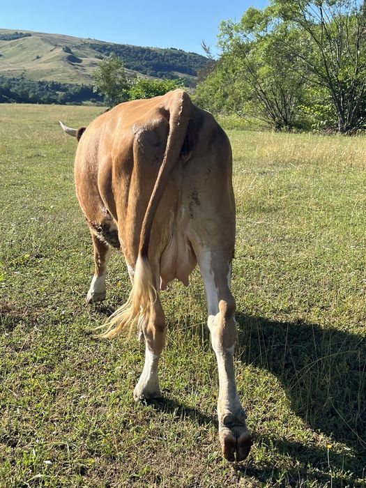 De vânzare juninca de 2 ani deafata