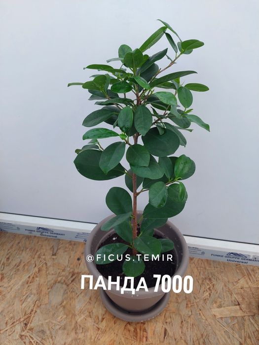 Продаю фикусы сортовые