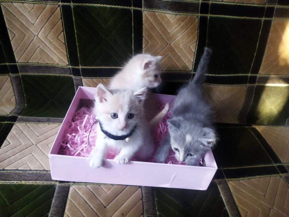 Котята в хорошие руки!