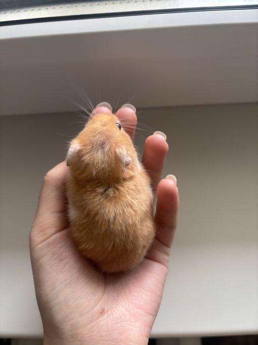 Ручной хомяк с клеткой