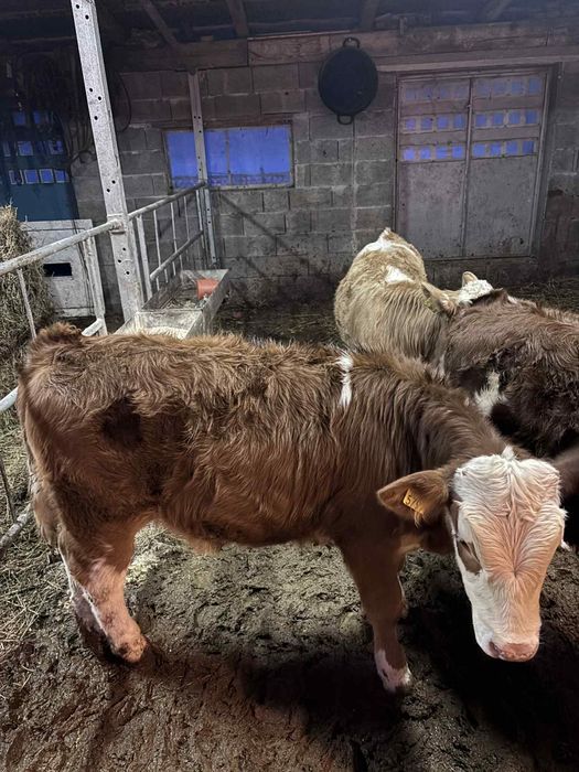 De vânzare 3 vițele