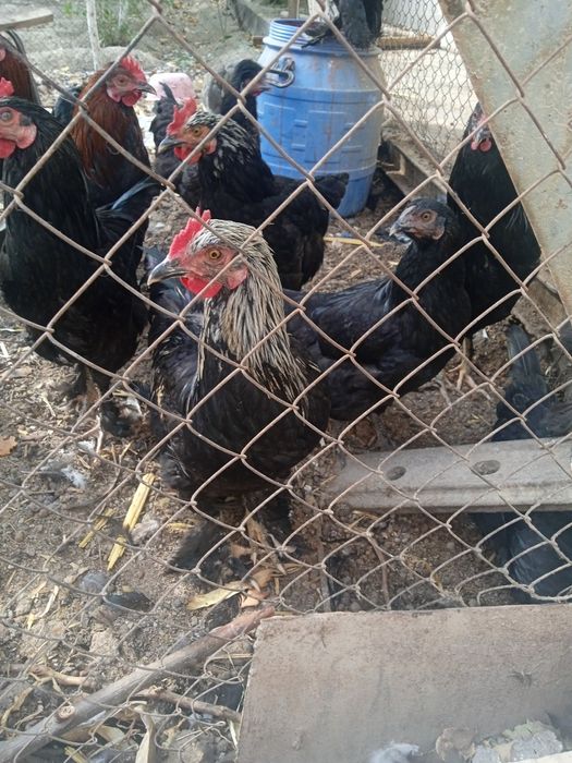 Кора Шахзода Хорозлари