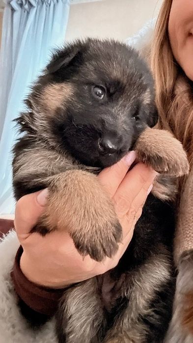 Продам щенков немецкой овчарки