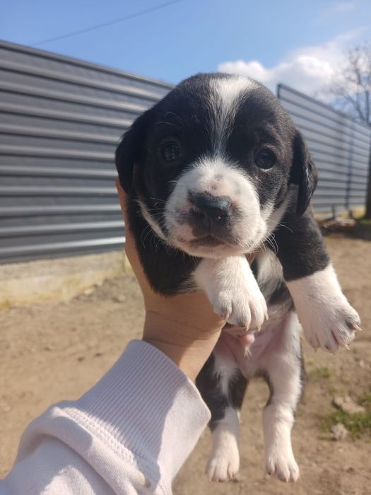 Donez cainii 5 baieti si 1 fata