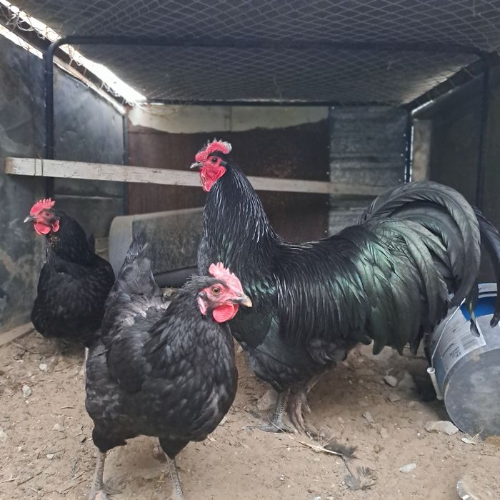 Мошный брамый палевая