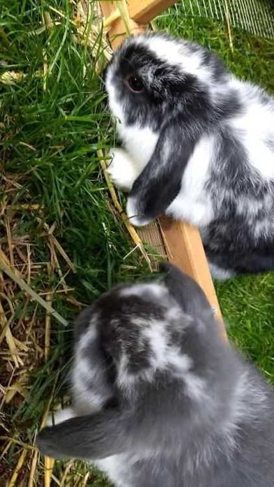 Iepurasi pitic berbec german - mini lop