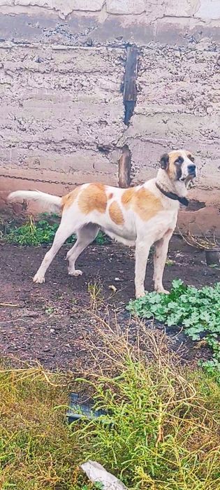 Щенки алабая. 20 дней.