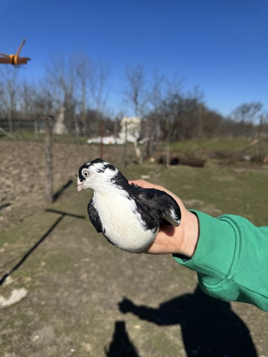 Vind jucatori berbecati