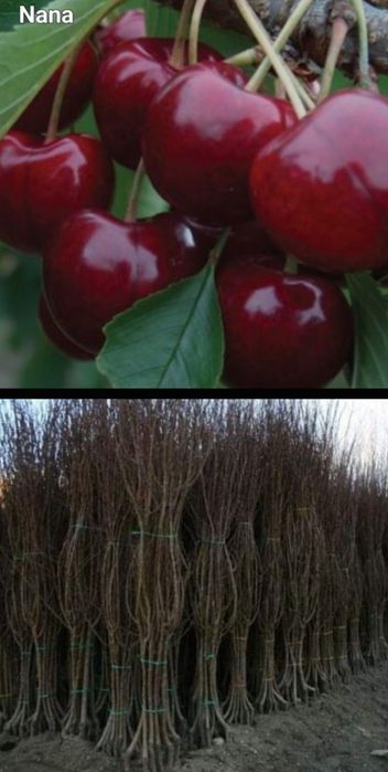 Nectarin-Pomi fructiferi