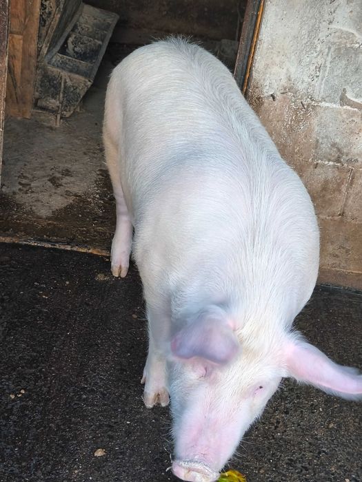 Продавам домашно  прасе