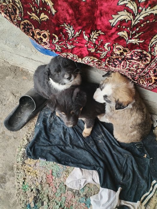 Щенки 1,5 месяца