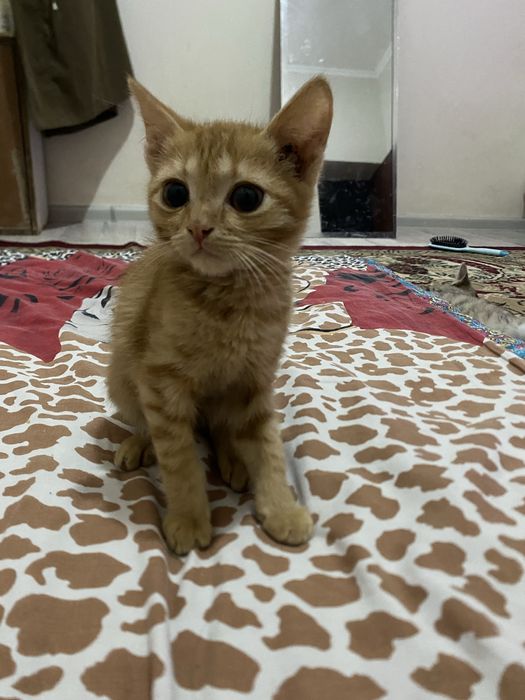 Отдам даром котяты