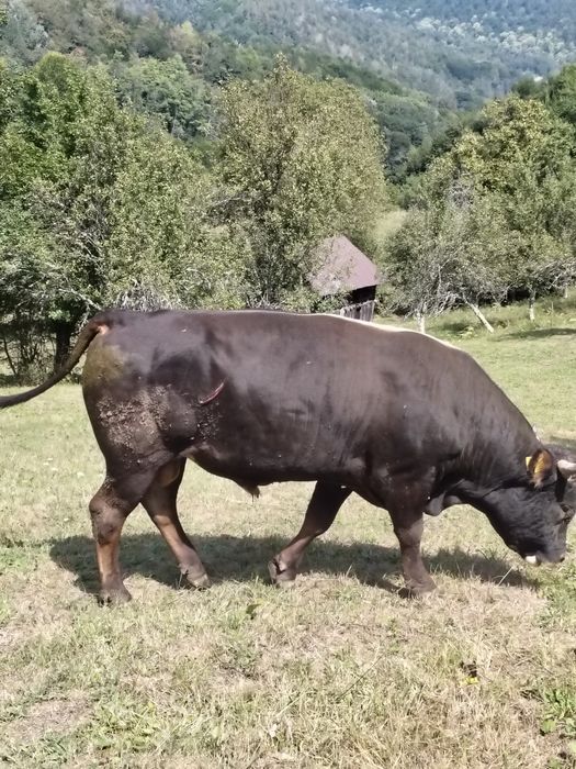 Taur  de vânzare