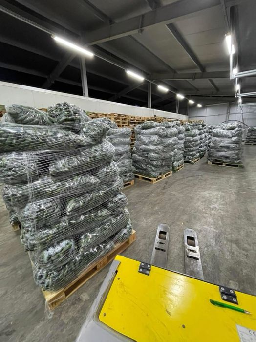 Castraveți/ ogorki/ огірки