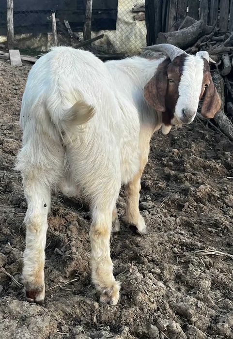 Vand iezi si tapi rasa Boer