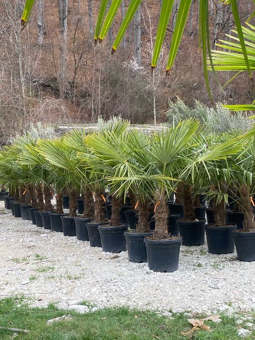 Palmier Trachycarpus Fortunei pentru Amenajări Exterioare