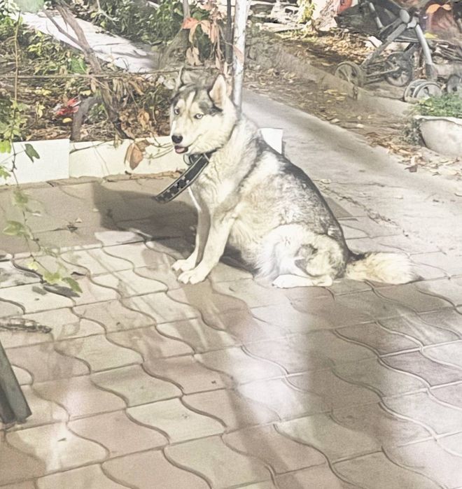 Щенки хаски, чистокровные