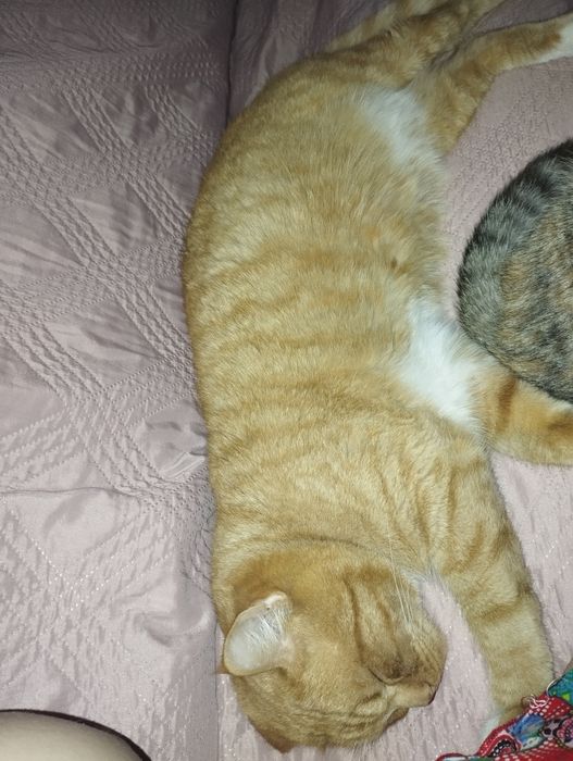 Отдам котиков девочка и мальчик