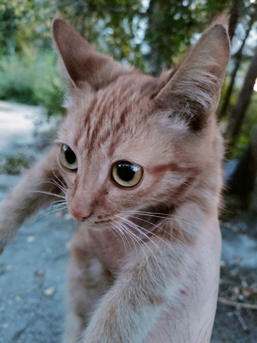 Отдам котенка в добрые руки.