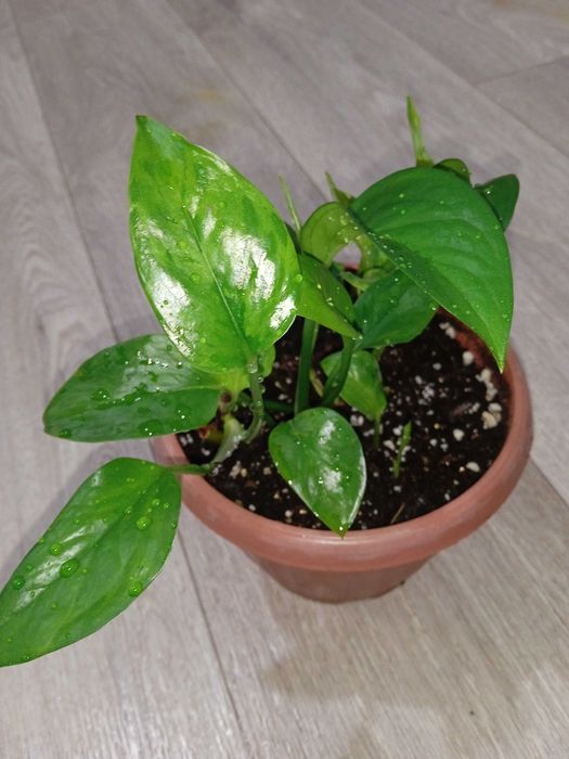 Продам домашние растения