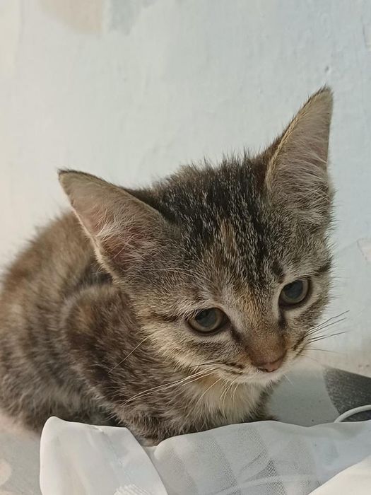 Отдам котят в хорошие руки