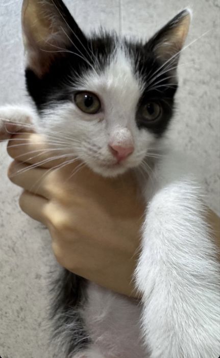 Котята домашние милые