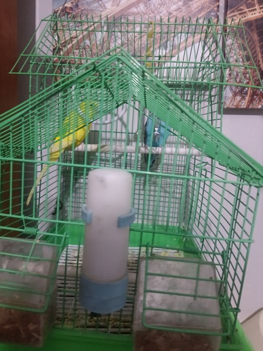 Попугай сатылады сеткасымен бирге