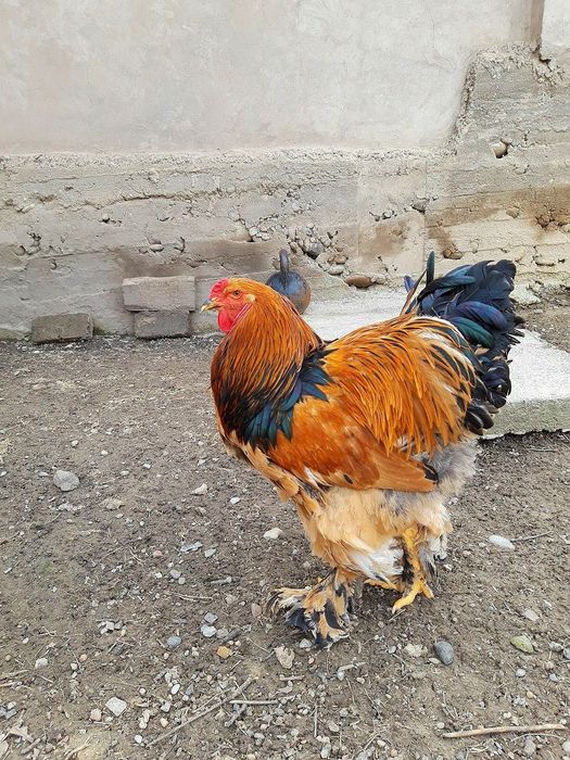 Brama zolota Joja tovuq donasi 500000