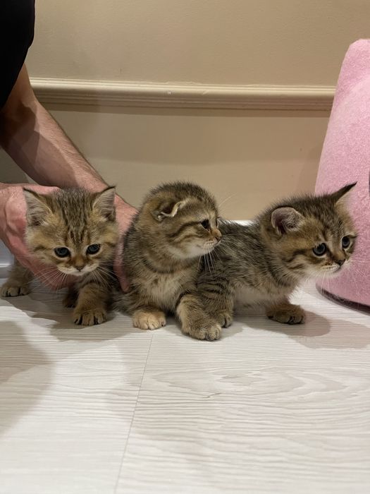 Котята чистокровные. Toza zotli mushukchalar sotiladi.