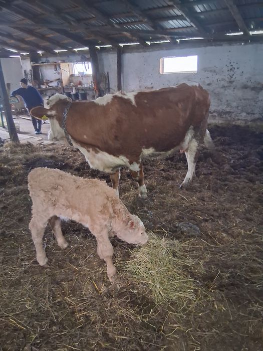 Vaca fatata de vanzare