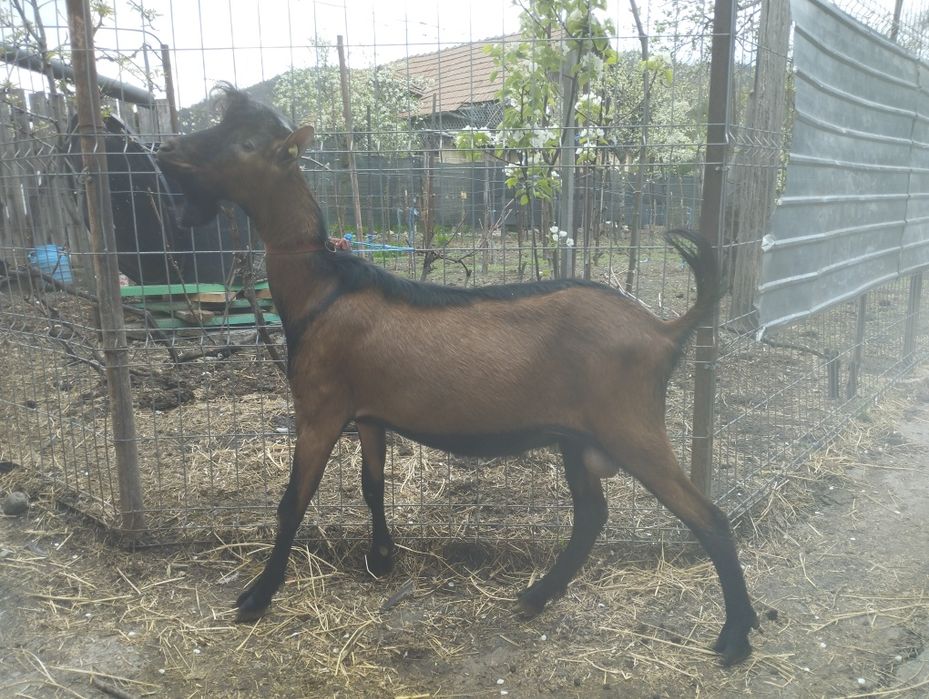 Masculi alpina franceza și anglonubiana