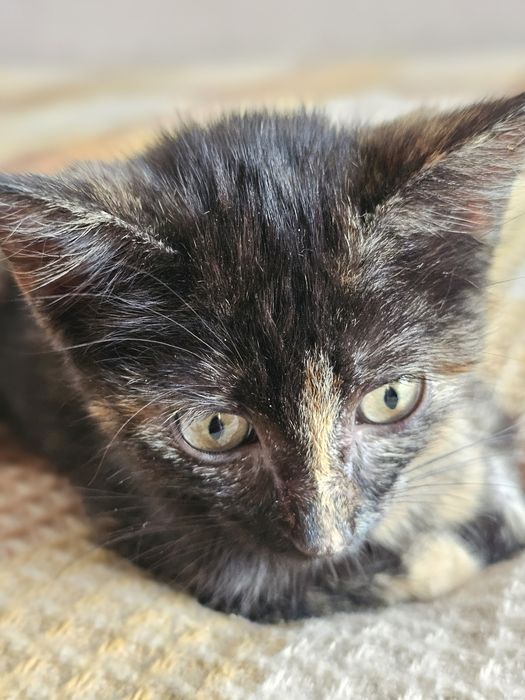 Котенок ( кошечка) Багира