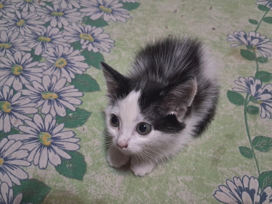 Отдам котёнка девочку в добрые руки