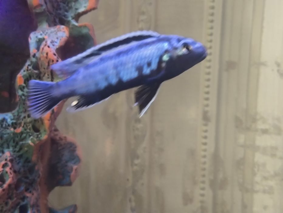 Аквариум красивый, объем 190 л