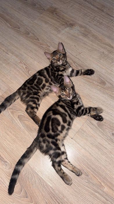 Бенгальская кошка