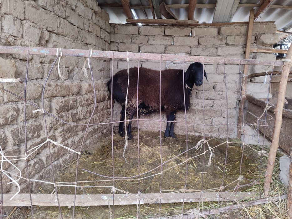 Қўчқор қойга қошишга