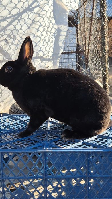 Rex pitic de vanzare