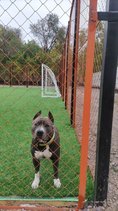 Американский стаффордширский терьер