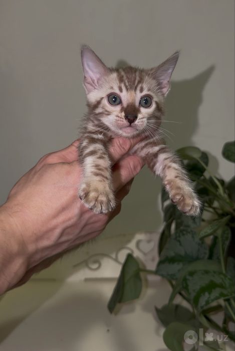 Снежные бенгальские котята