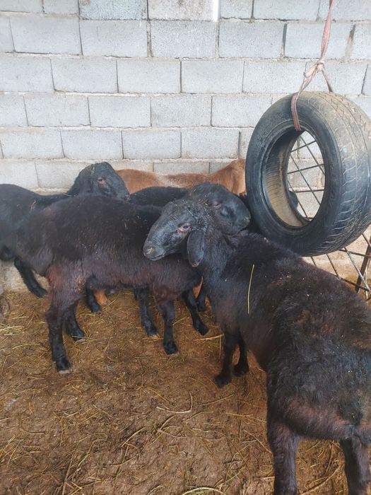 Қошқарлар сатылады