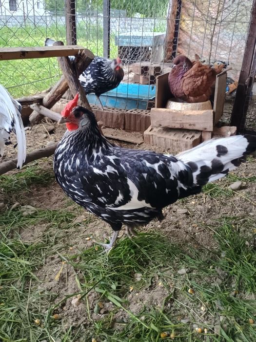 Găini disponibile și pui