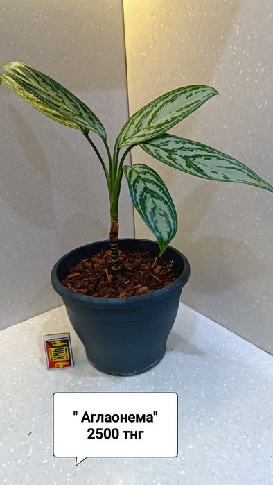 Продам комнатные цветы