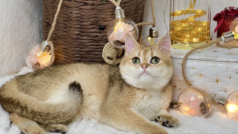 Золотая штншилла мальчик